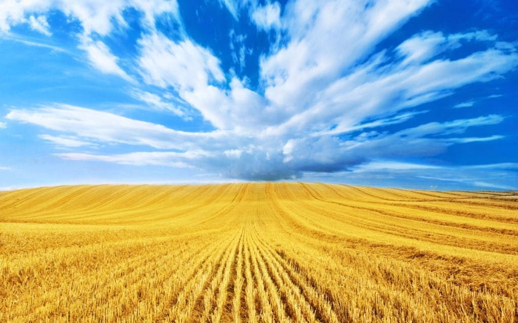 wheat-field-harvest-wallpaper-4-1024x640.jpg
