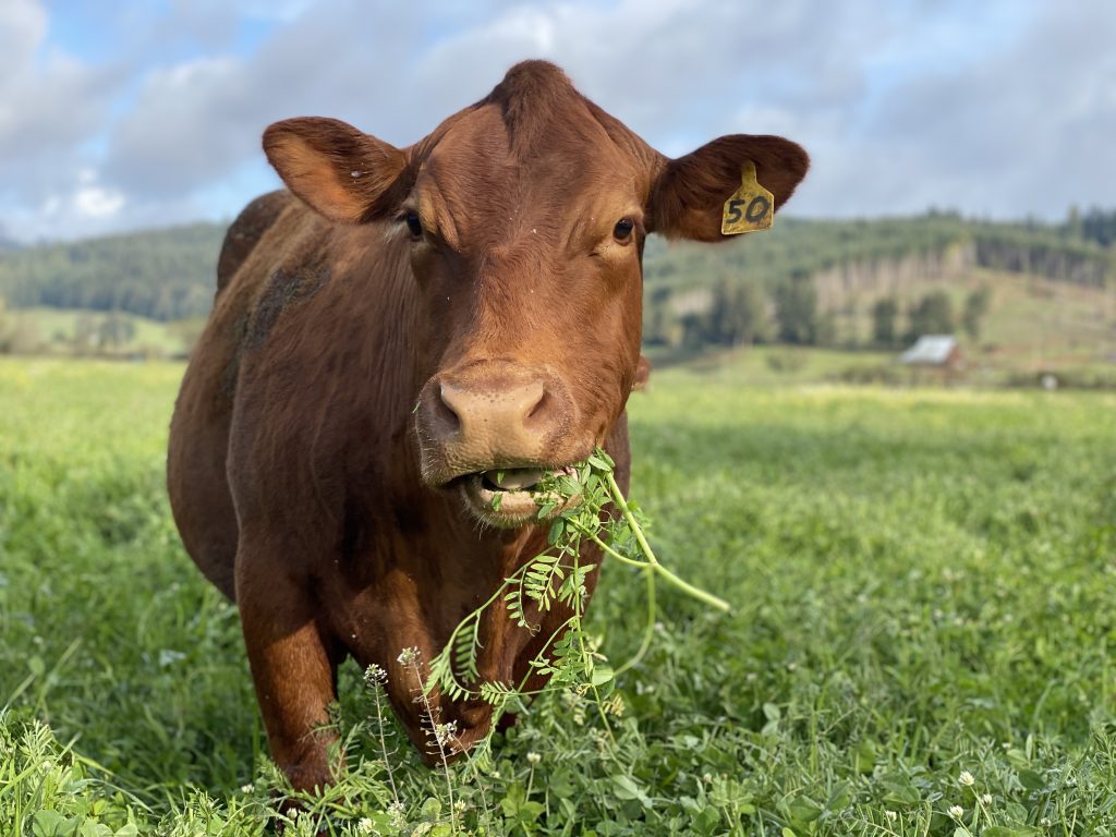 Organic beef cow eating organic pasture