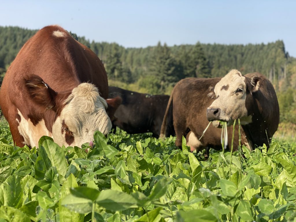 beef clover